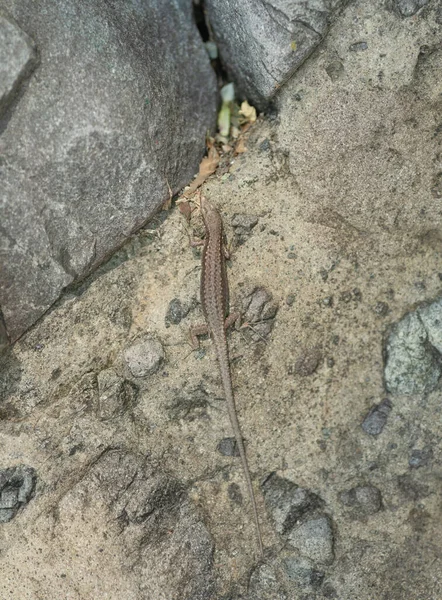 Closeup Shot Lizard Lying Rocks — Fotografia de Stock