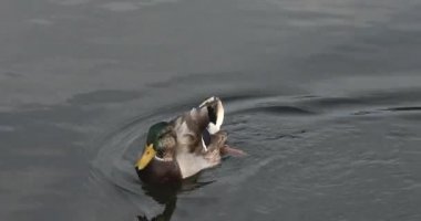 Ördeklerin yiyecek araması ve balık yakalamak için suyun altına dalmaları yakındır..