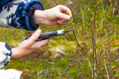 erken ilkbaharda secateurs ile gül çalılar süs