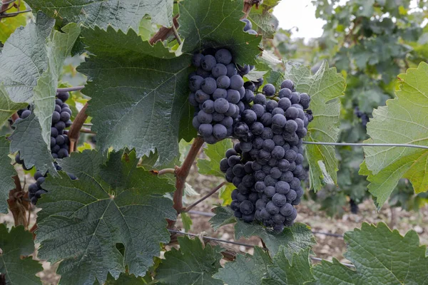 Eine Traube Blauer Trauben Bereit Für Die Ernte Einem Weinberg — Stockfoto