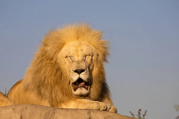 Vieux Lion Épuisé Par Chaleur Des Rayons Soleil Soir — Photo