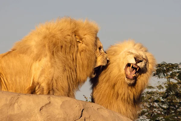 夜の太陽の光の中で2匹のライオンが轟音を立てて ストック写真