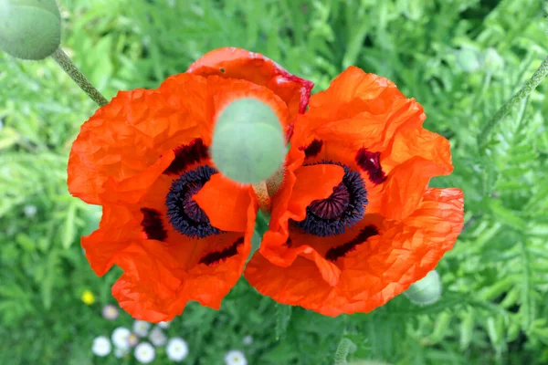 Poppy Flowers Sunny Weather Top View Close — Stock Photo, Image