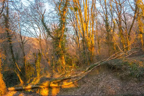 Rusya 'nın resimli parkları