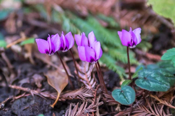 Rusya 'nın resimli parkları