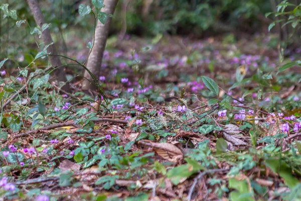 Rusya 'nın resimli parkları