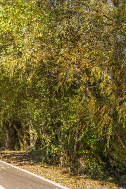 Rusya 'nın doğal manzaraları