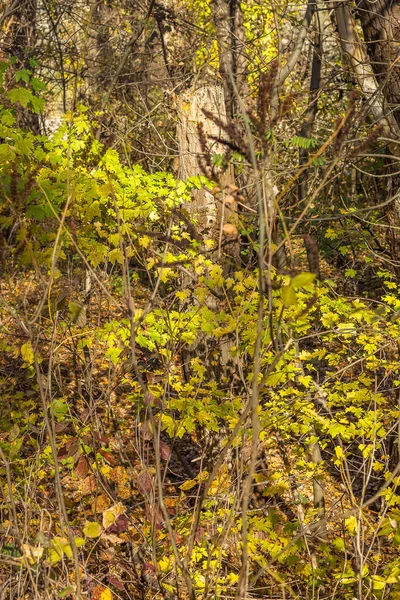 Paisagens Naturais Rússia — Fotografia de Stock