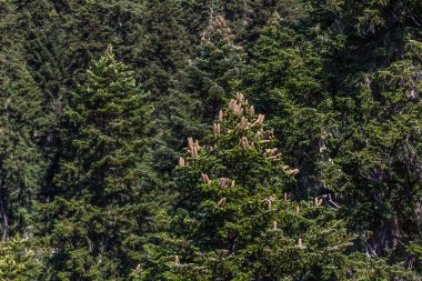 Rusya 'nın takdire şayan doğal manzaraları.
