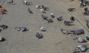 Krakow 'daki pazar meydanında anıtlar ve gösteriler