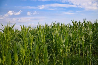 Dziewkowice 'de mısır tarlası