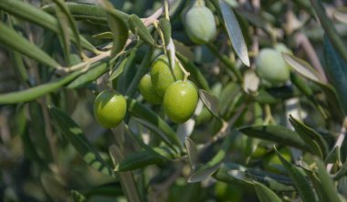 Ağaçta yeşil zeytin