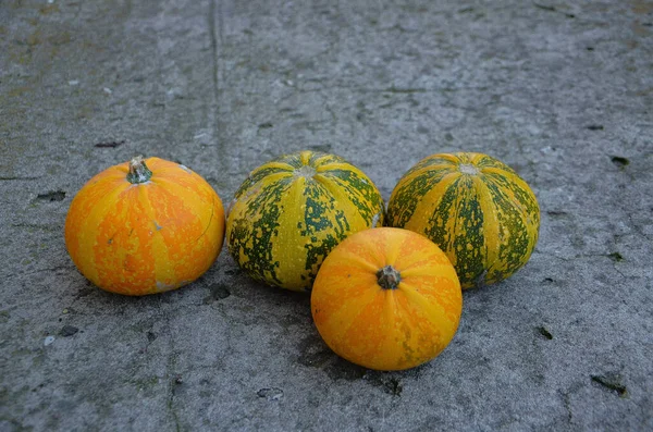 Pumpkin Ground — Stock Photo, Image