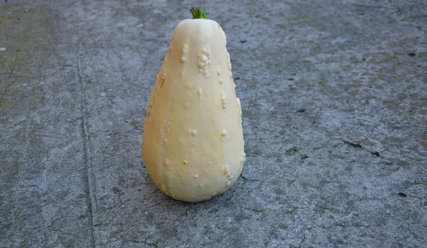 Calabaza Suelo — Foto de Stock