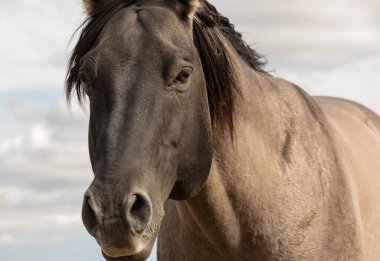 Bedava grullo atın fotoğrafını çek. Sokak manzarası, seyahat fotoğrafı, seçici odak.