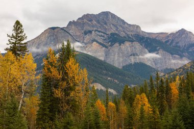 Banff Ulusal Parkları Alberta Kanada 'daki dağ manzarası. Bir dağ ve ormanın sonbahar manzarası. Seyahat fotoğrafı, seçici odak, hiç kimse, konsept fotoğraf doğası
