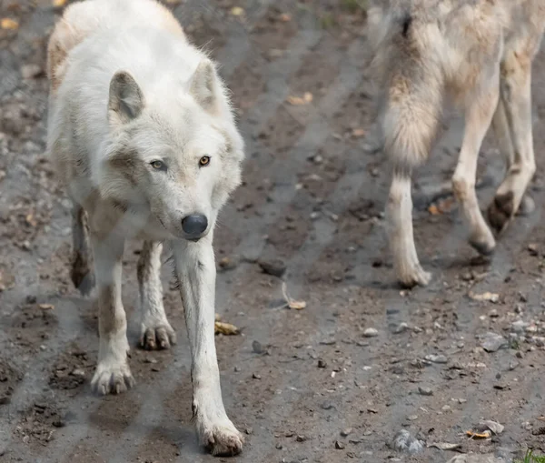 Dois Lobos Árctico Canis Lúpus Arctos Cativeiro Close Lobo Ártico — Fotografia de Stock