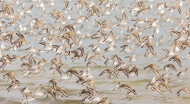 Dunlins, British Columbia 'da denizin üzerinde uçuyordu. Deniz kıyısında kanat çırpan kuşlar. Seyahat fotoğrafı, sokak görüntüsü, seçici odak, bulanık arkaplan, yatay.