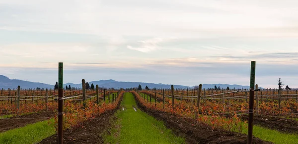 秋天的酿酒厂 不列颠哥伦比亚省的葡萄园 有选择的焦点 — 图库照片