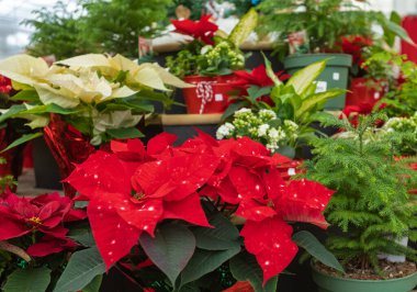 Çiçekçide Noel Poinsettia 'sı. Poinsettia çiçeği Noel 'in kırmızı sembolüdür. Seçici odaklanma, bulanık, hiç kimse
