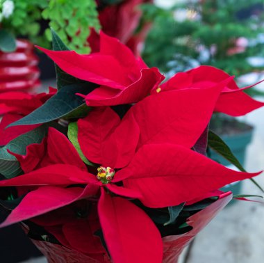 Çiçekçide Noel Poinsettia 'sı. Poinsettia çiçeği Noel 'in kırmızı sembolüdür. Seçici odaklanma, bulanık, hiç kimse