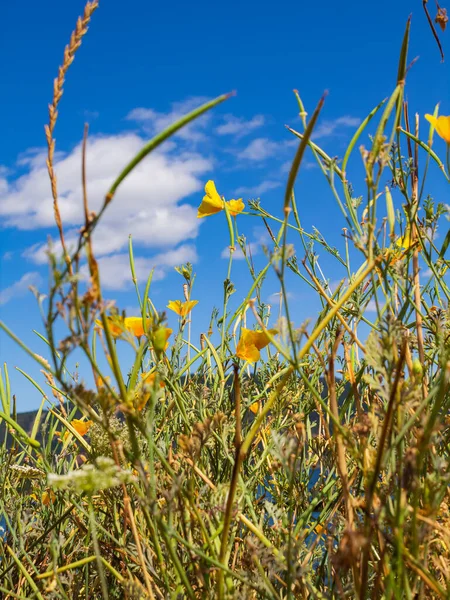 야생 노란색 꽃과 낮은 관점, 얕은 필드의 깊이에서 푸른 하늘 — 스톡 사진