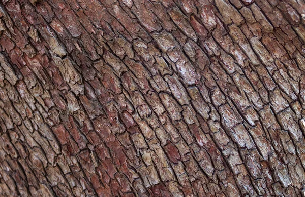 Struttura Della Corteccia Dell Albero Vecchio Albero Legno Texture Sfondo — Foto Stock