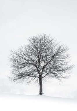 Kar üzerinde yapayalnız bir ağaç kış boyunca tepeyi kapladı. Çıplak ölü ağaç karla kaplı. Seçici odak, hiç kimse, metin için alanı kopyala