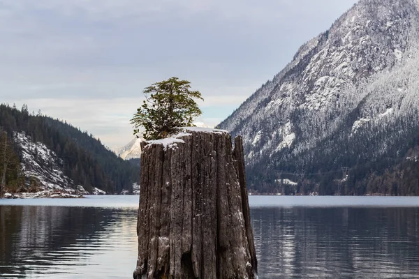 Een Kleine Boom Groeit Tegen Verwachting Zet Zich Alleen Het — Stockfoto