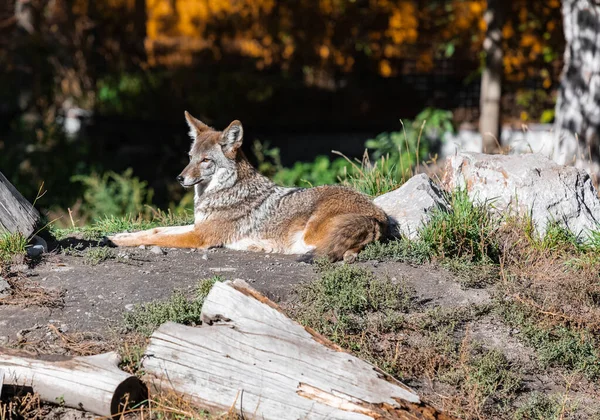 Coyote Sauvage Coyote Automne Lumière Jour Reposant Dans Forêt Focus — Photo