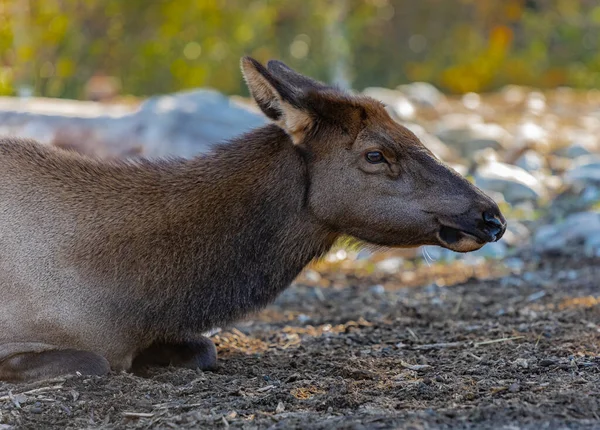 Женский Лось Cervus Canadensis Лось Крупный План Женского Лося Парке — стоковое фото