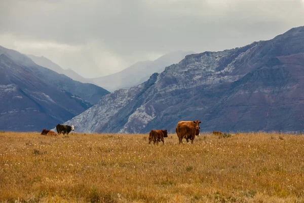 Brązowe Krowy Pasące Się Pastwisku Górach Kanadzie Jesienny Krajobraz Wypasanymi — Zdjęcie stockowe