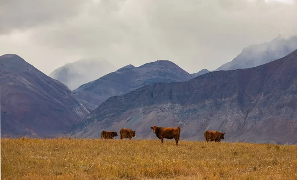 Brązowe Krowy Pasące Się Pastwisku Górach Kanadzie Jesienny Krajobraz Wypasanymi — Zdjęcie stockowe