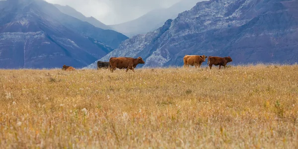 Коричневі Корови Пасуться Пасовищі Горах Канади Осінній Пейзаж Коровами Пасуться — стокове фото