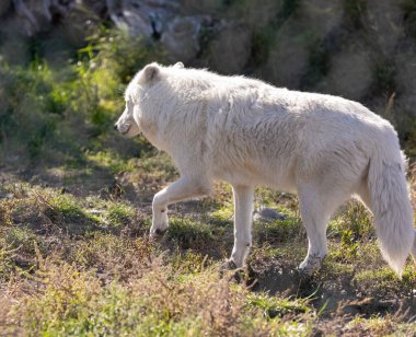 Kutup kurtları -köpek lupus arkttos- esaret altında. Beyaz bir kutup kurdunun yakın çekimi. Seyahat fotoğrafı, seçici odak, insan yok.