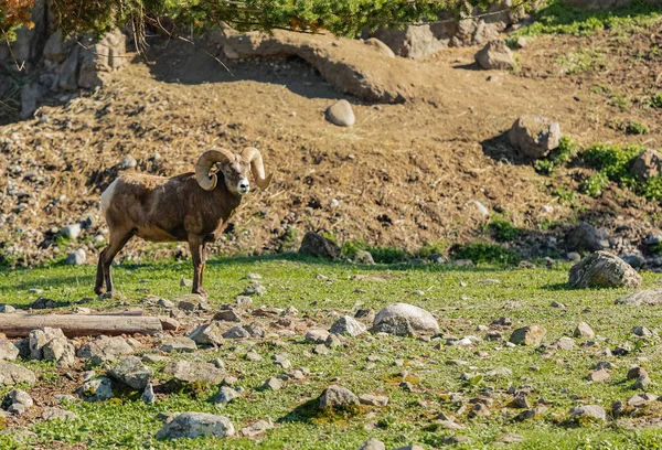 Piękny Skalisty Górski Bighorn Owca Baran Naturalnym Środowisku Fotografia Podróżnicza — Zdjęcie stockowe