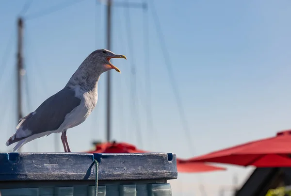 Ring-Billed Gull in sea port. Selective focus, nobody, travel photo.