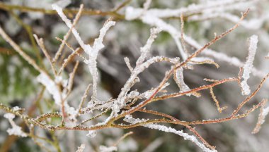 Kış doğası geçmişi. Kış dondurmalı kahvaltı. Bir buz fırtınasından sonra buzla kaplı dalların fotoğrafı. Seçici odaklanma, kimse