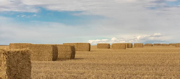 Goldene Heuballen Auf Dem Land Einem Sonnigen Herbsttag Getreidefeld Mit — Stockfoto