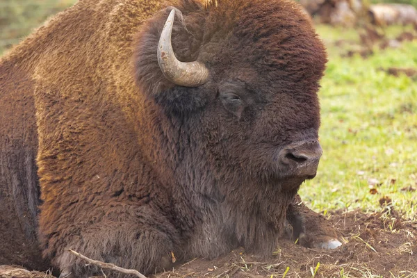 Gros Bisons Mâles Sur Terrain Buffalo Traversant Forêt Photo Voyage — Photo