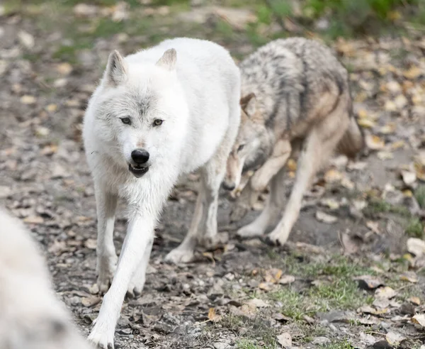 Arctic Wolves Canis Lupus Arctos Captivity Close White Arctic Wolf — Stock Photo, Image