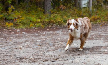 Avustralya çoban köpeği oyuncakla oynuyor. Açık havada çekilmiş bir Avustralya çoban köpeği fotoğrafı. Gözlere odaklan, yüzeysel alan derinliği. Seçici odaklanma, insan yok