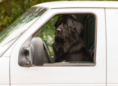 Büyük köpek beyaz bir arabanın ön koltuğunda oturuyor. Arabadaki büyük siyah köpeğin başı. Büyük köpek arabaya biniyor. Sokak manzarası, seyahat fotoğrafı, insan yok, seçici odak