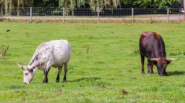 Krowy Letnich Pastwiskach Wsi Nikt Widok Ulicy Wybiórcze Skupienie — Zdjęcie stockowe
