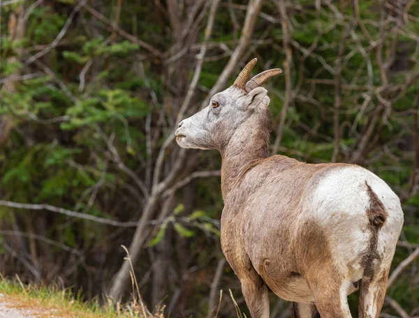 Портрет Большой Роговой Овцы Ovis Canadensis Горном Лесу Горный Козел — стоковое фото