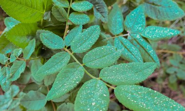 Su damlalarıyla kaplı yeşil bitki, sabah çiğ taneleriyle kaplanmış çimenler..