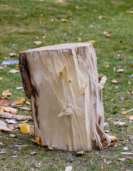 Ceppo di quercia, tronco tronco legna da ardere su sfondo naturale con percorso di ritaglio. Tronco legna da ardere su fondo erba verde — Foto Stock