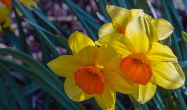 Baharda, narsist nergisler çiçek tarhında çiçek açarlar. Güneş Işığı 'ndaki parlak sarı nergisler. Seyahat fotoğrafı, seçici odak, kimse yok.