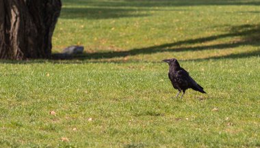 Sonbahar parkında kara kuş. Kuzgun şehir bahçesinin yolunda yürüyor. Karga sonbahar parkında yiyecek arıyor. Carrion crow Corvus corone siyah kuş. Hiç kimse, seçici odaklanma
