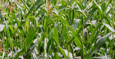 Çiftlikteki mısır tarlası. Yeşil mısır bitkileri büyüyor, geniş yeşil mısır tarlaları. Seçici odak, hiç kimse, sokak fotoğrafı.